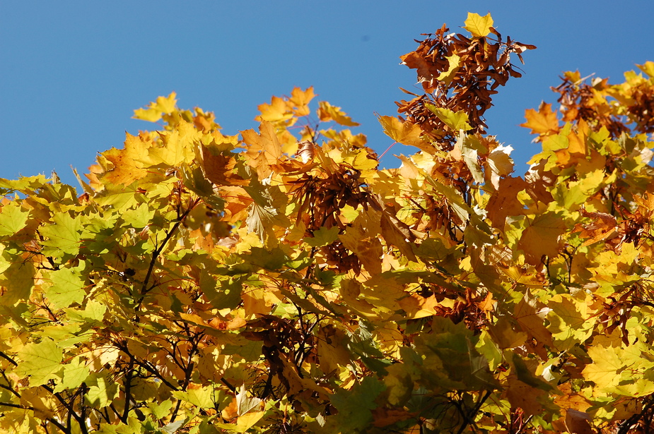 Der goldene Herbst