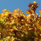 Der goldene Herbst