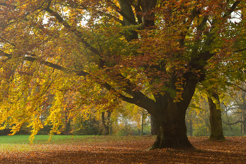 Der goldene Herbst