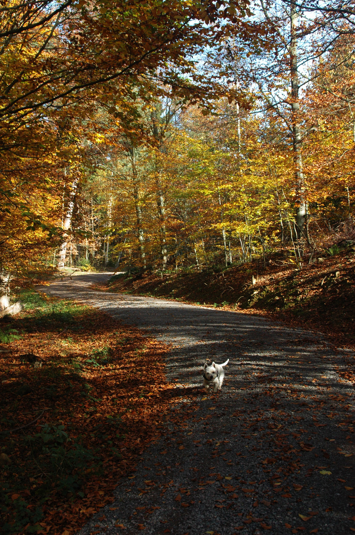 Der goldene Herbst im Harz
