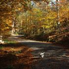 Der goldene Herbst im Harz
