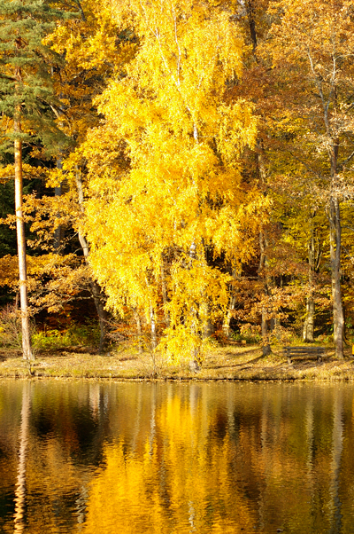 Der goldene Herbst is da