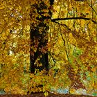 Der goldene Herbst ist