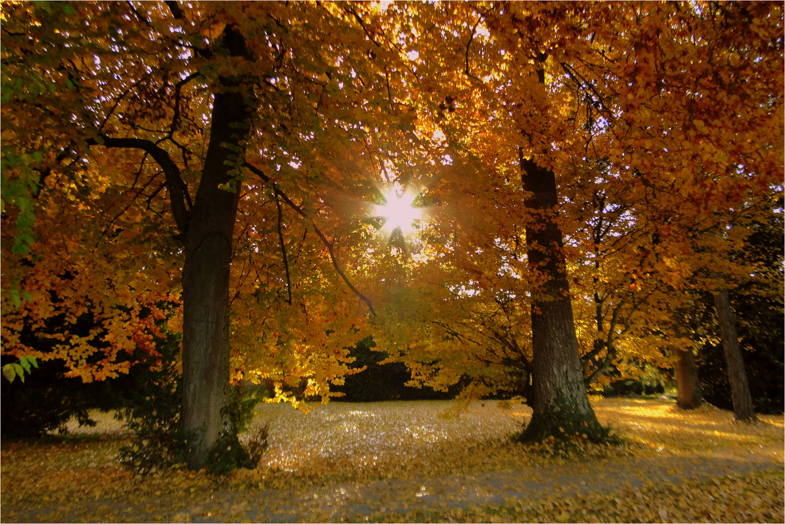 Der goldene Herbst verabschiedet sich ............