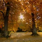 Der goldene Herbst verabschiedet sich ............