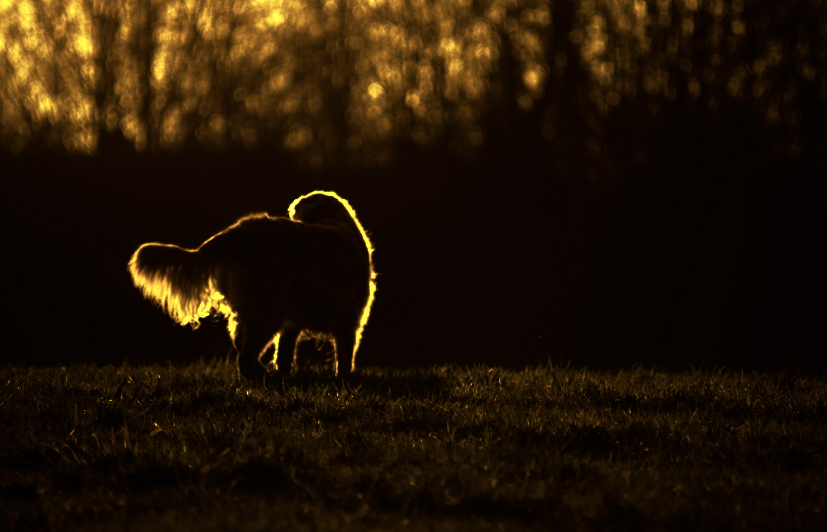 Der goldene Hund