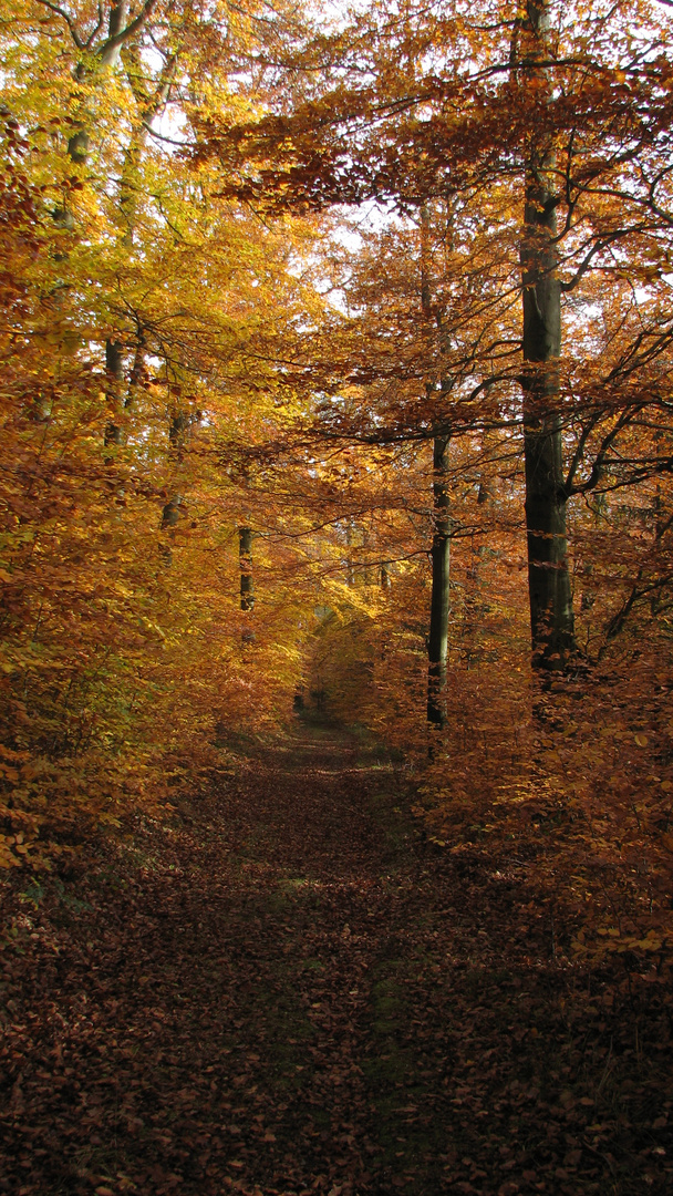 Der goldene Mittelweg