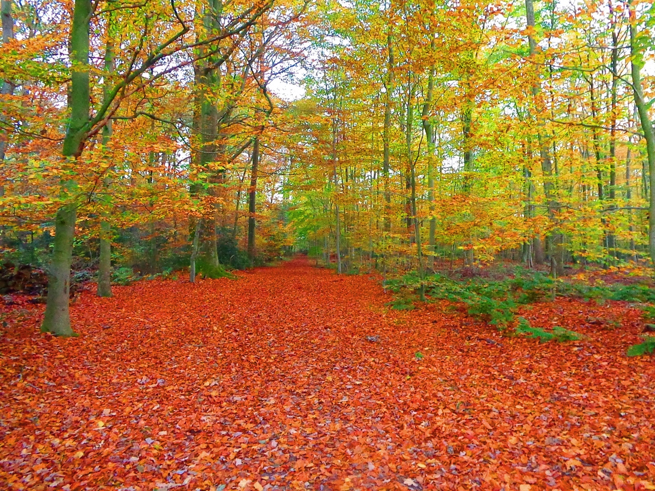 Der goldene Naturteppich 