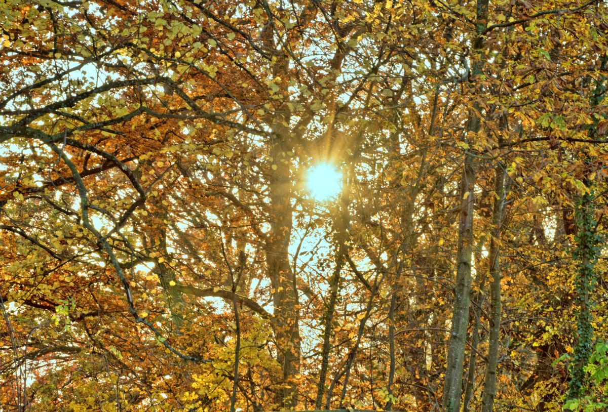 der goldene November