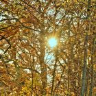 der goldene November