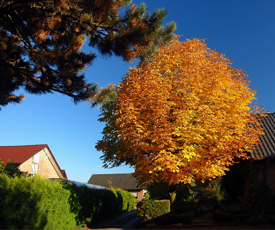 Der goldene Oktober