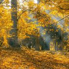 der goldene Oktober -