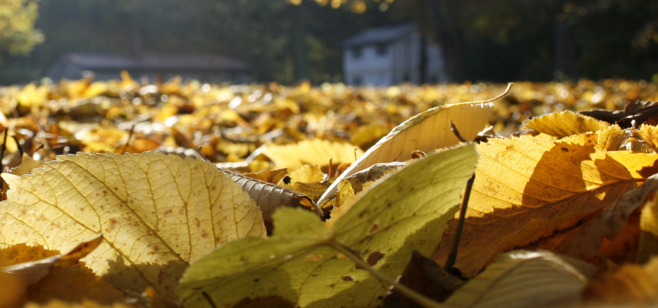 Der Goldene Oktober