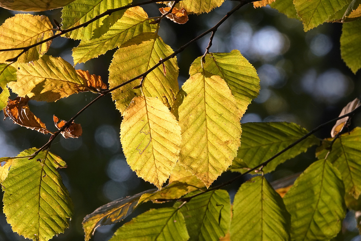 Der goldene Oktober