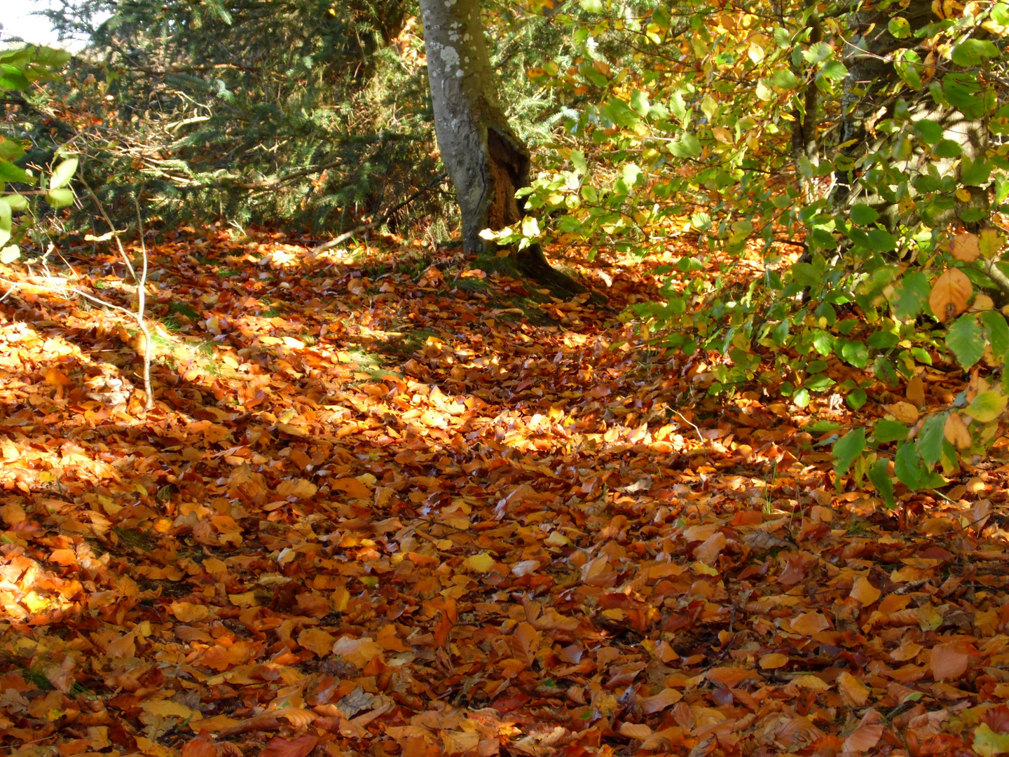 Der goldene Oktober