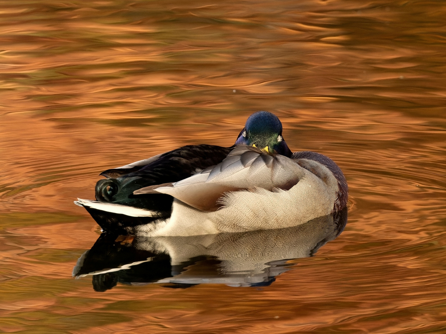 Der goldene Oktober - Zeit für eine Pause... 