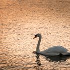 Der goldene Schwan