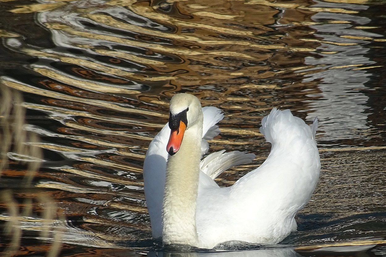 Der Goldene Schwan