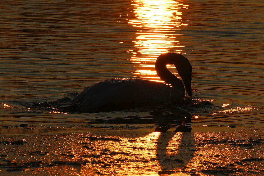 "Der goldene Schwanensee"