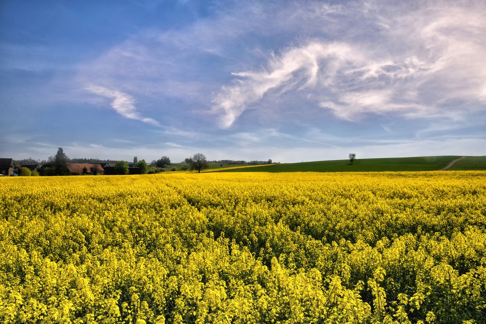 der goldene Teppich