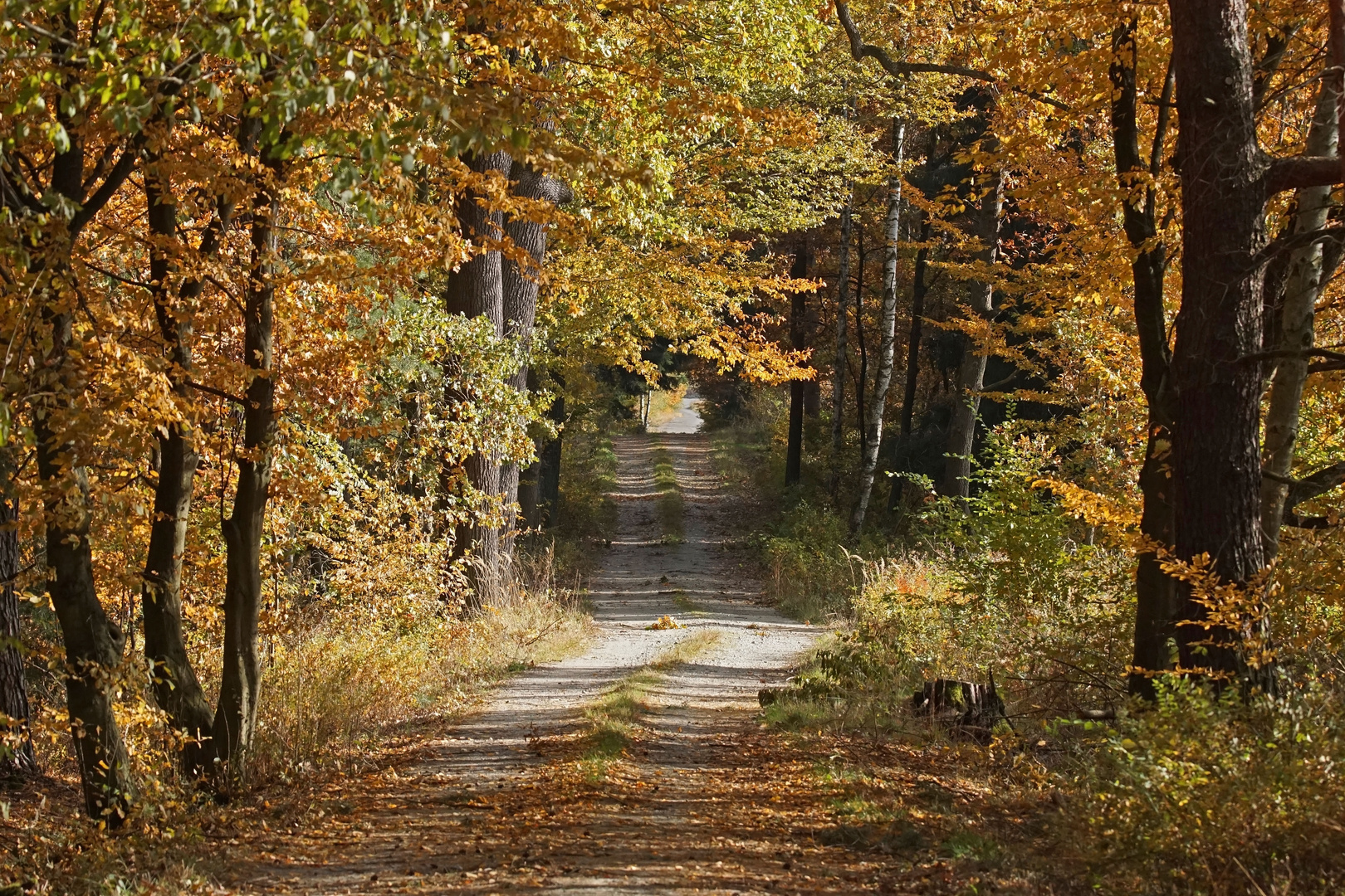 Der Goldene Tunnel