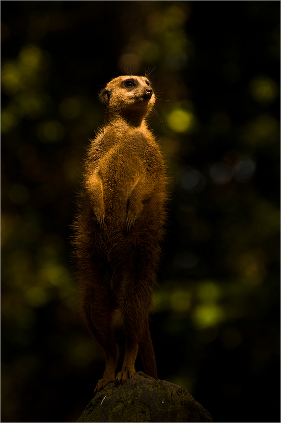 Der goldene Wächter