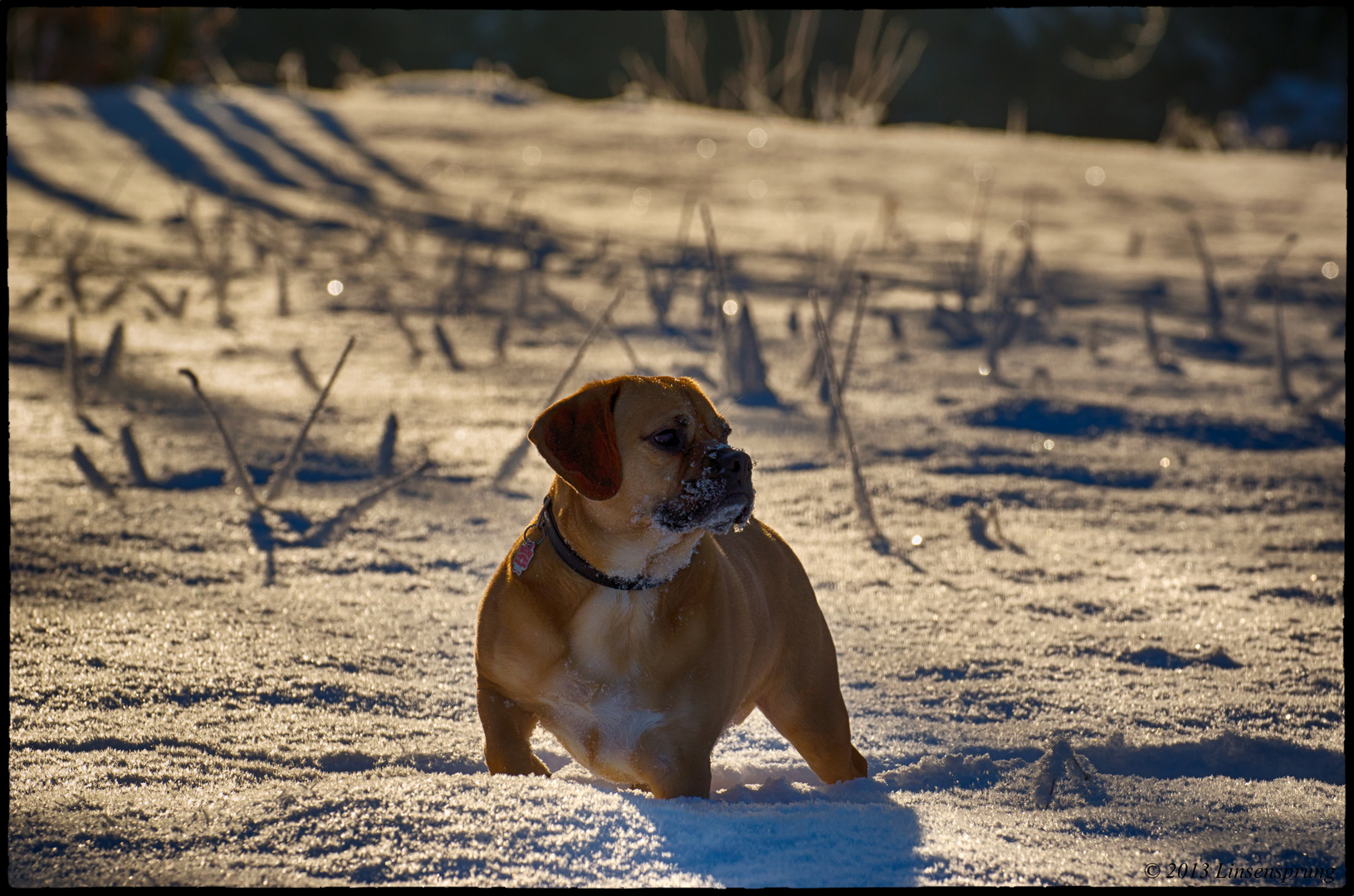 Der goldene Winter