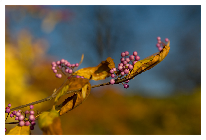 Der goldenen Sonne entgegen...