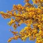 Der goldener Baum zum Himmel hinauf...