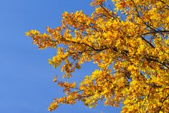 Der goldener Baum zum Himmel hinauf...