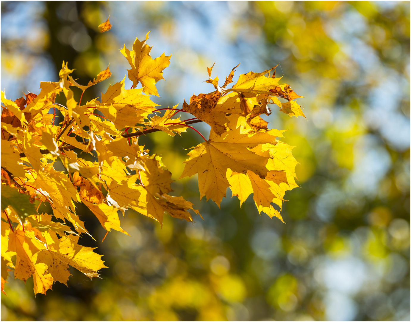 Der Goldener Oktober, bald ist er vergangen !