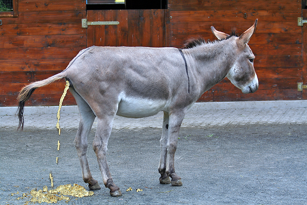 Goldsel Goldsel