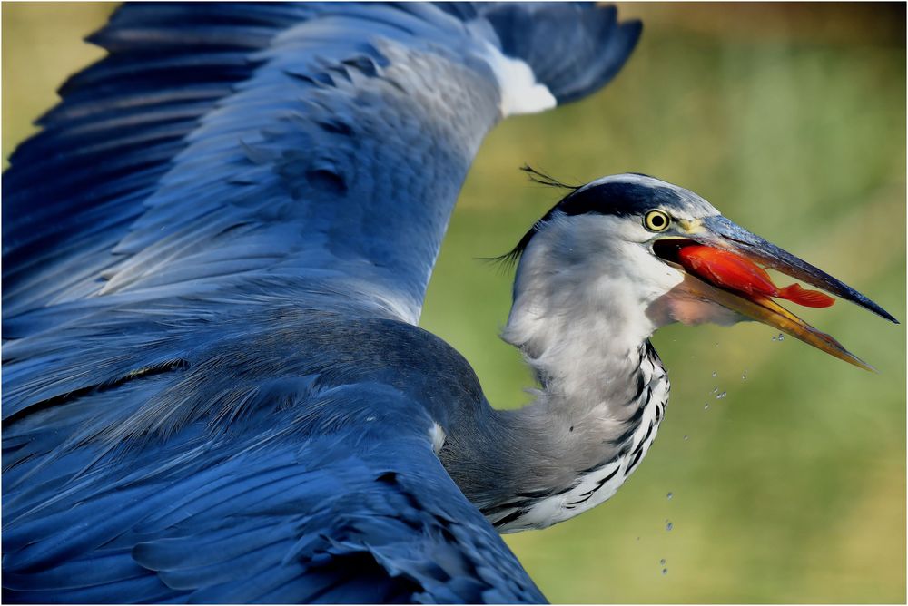 Der Goldfischflug