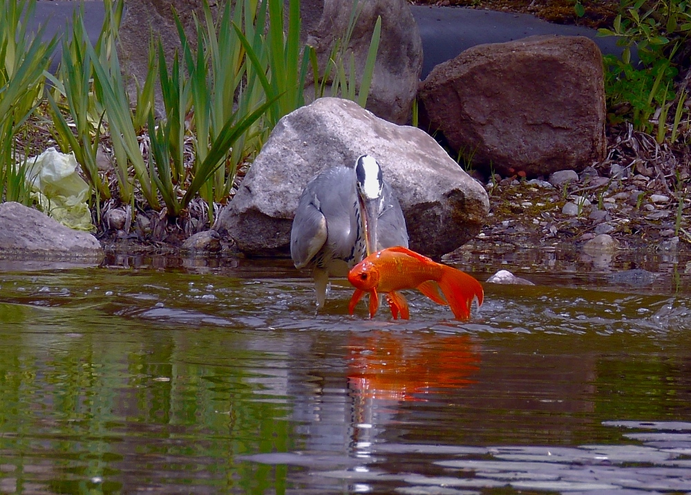 Der Goldfischräuber