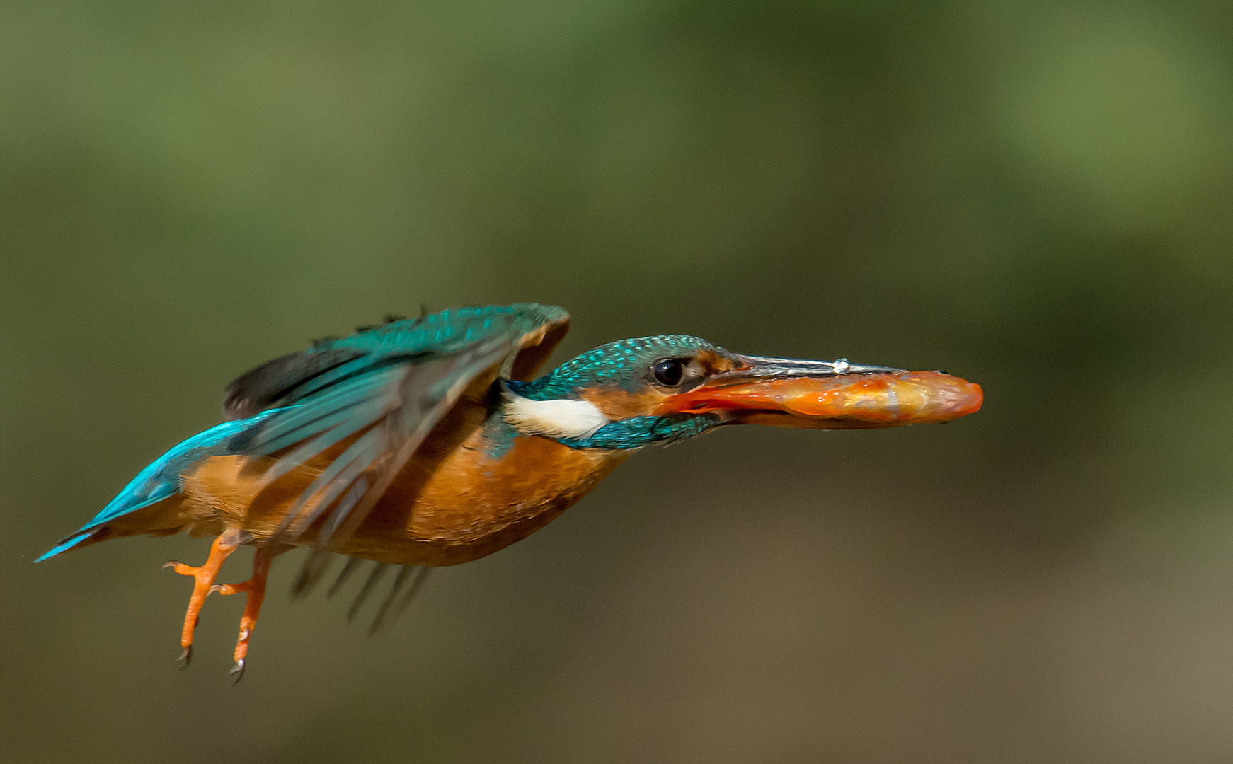 der Goldfischteich wird geplündert