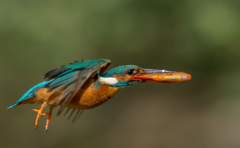 der Goldfischteich wird geplündert Foto & Bild | tiere, wildlife, wild