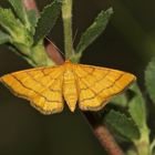 Der Goldgelbe Magerrasen-Kleinspanner (Idaea = Sterrha aureolaria), ...