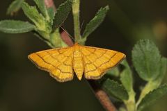 Der Goldgelbe Magerrasen-Kleinspanner (Idaea = Sterrha aureolaria), ...