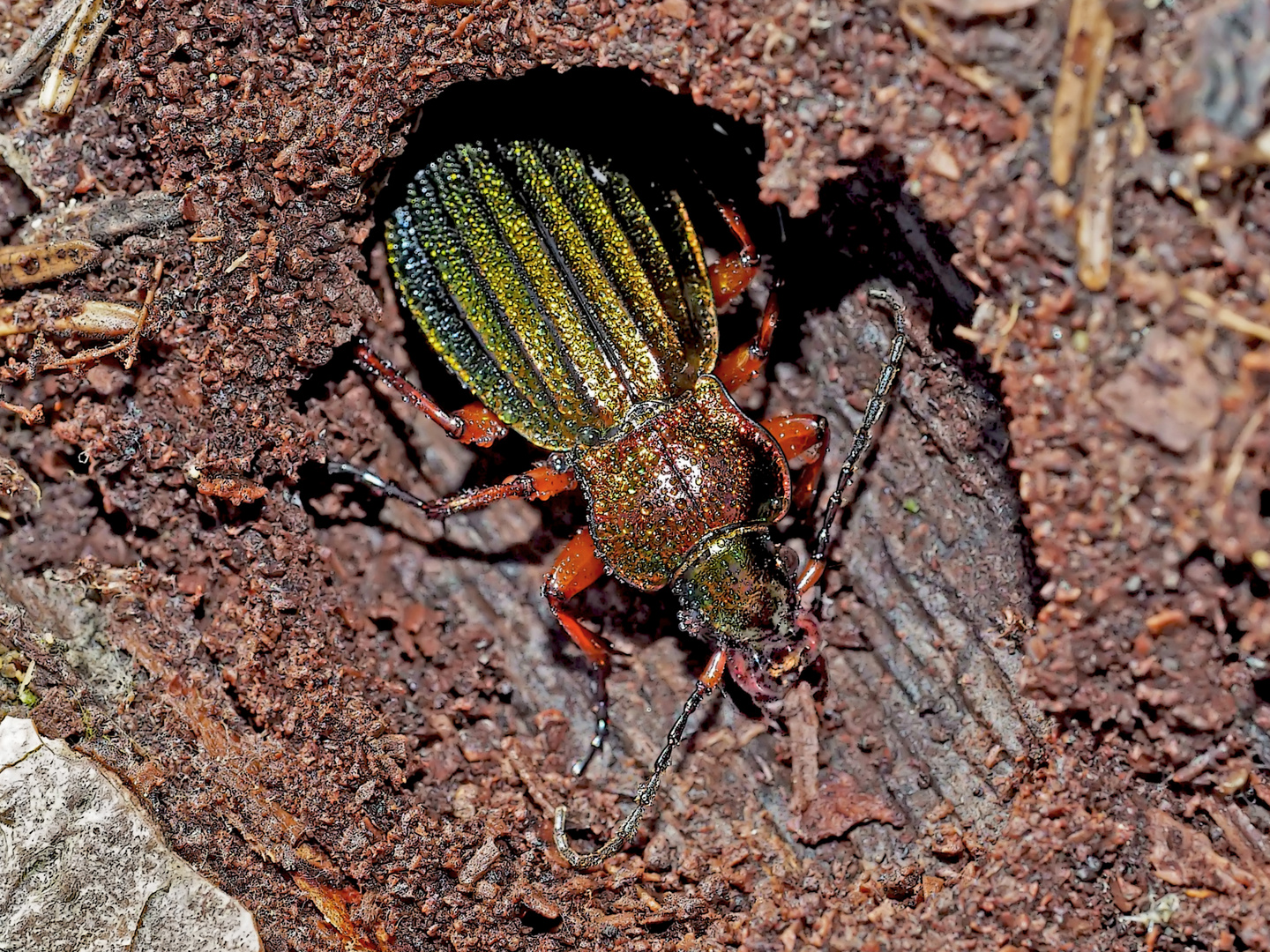 Der Goldglänzende Laufkäfer (Carabus auronitens) ...