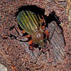 Der Goldglänzende Laufkäfer (Carabus auronitens) ...