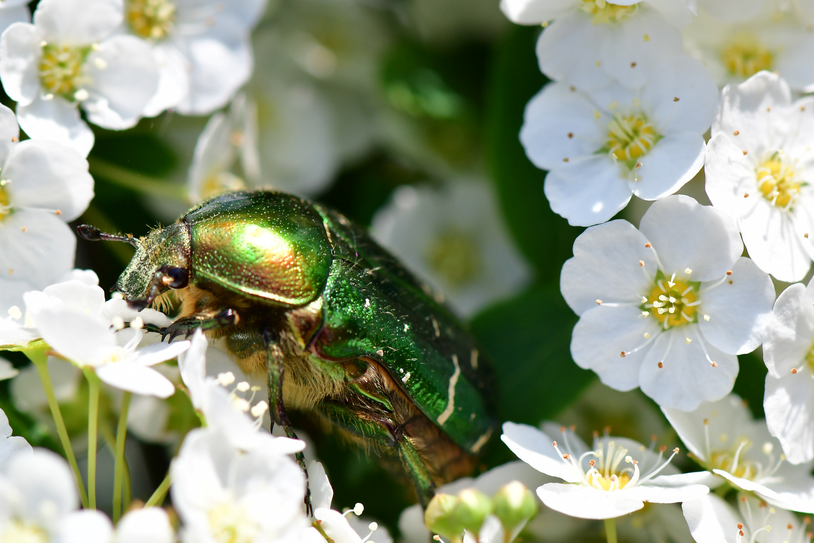  Der Goldglänzende Rosenkäfer