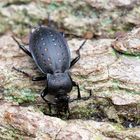 Der Goldgruben-Laufkäfer oder Gartenlaufkäfer (Carabus hortensis)