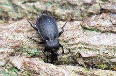 Der Goldgruben-Laufkäfer oder Gartenlaufkäfer (Carabus hortensis)