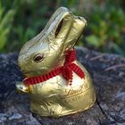 DER GOLDHASE