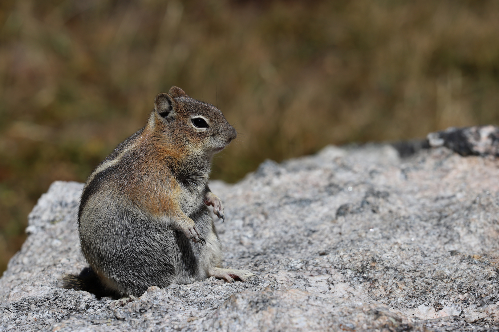 Der Goldmantel-Ziesel (Callospermophilus lateralis)...