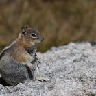 Der Goldmantel-Ziesel (Callospermophilus lateralis)...