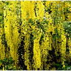 Der Goldregen steht in voller Blüte im Sonnenlicht !