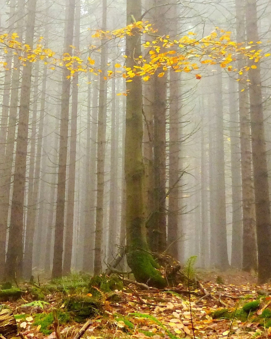 Der Goldtalerbaum