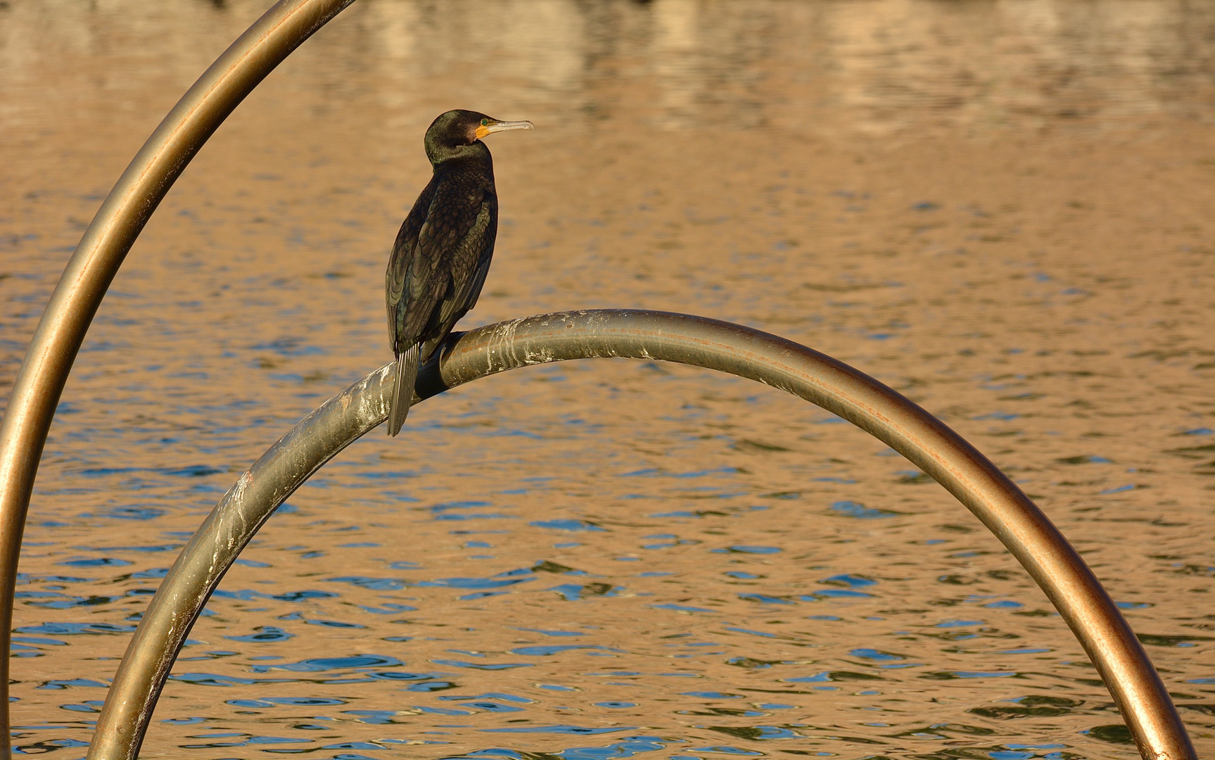 Der Goldvogel