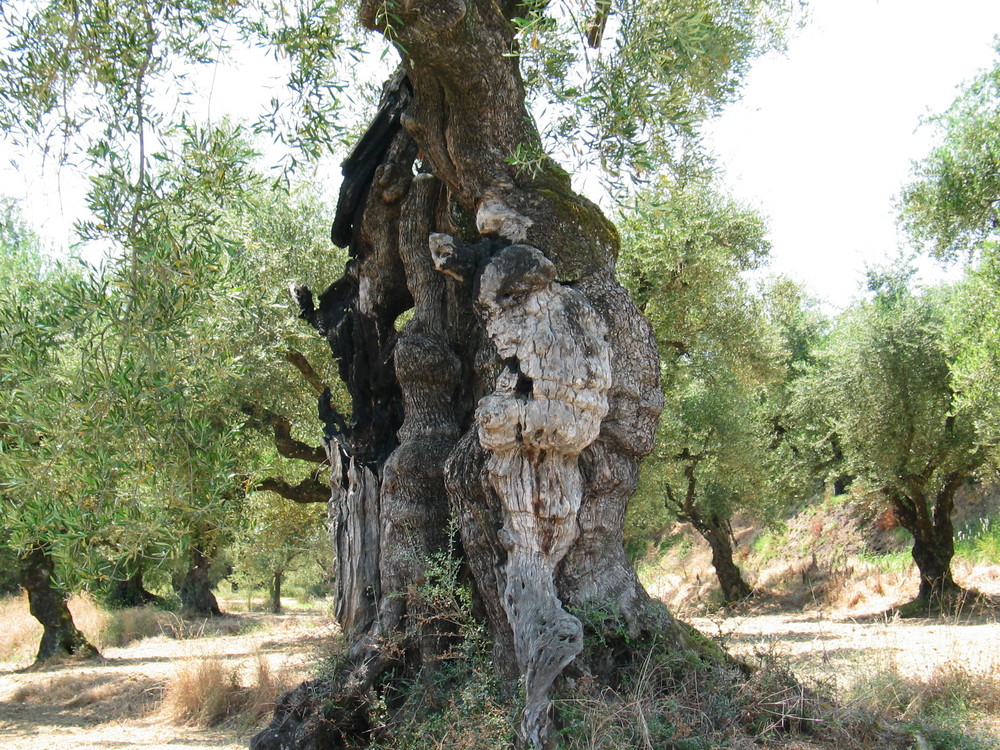 der Gollum-Baum